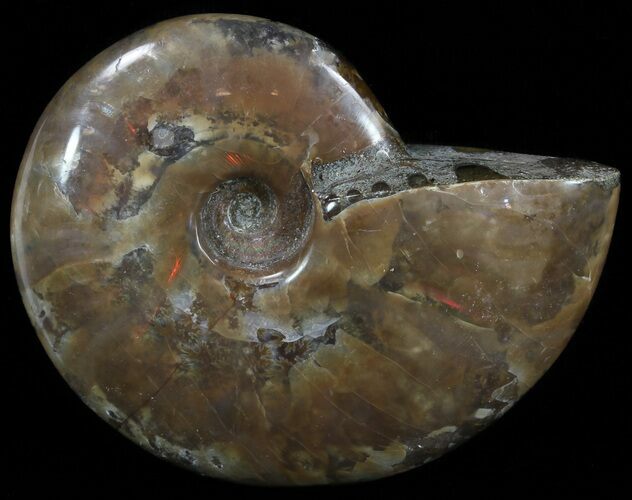 Flashy Red Iridescent Ammonite - Wide #52314
